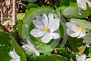 Bloodroot (sanguinaria canadensis