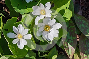 Bloodroot (sanguinaria canadensis