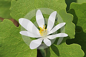 Bloodroot (Sanguinaria canadensis)