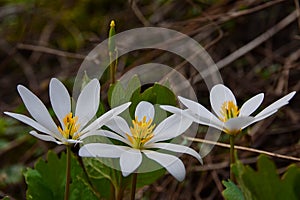 Bloodroot Sanguinaria canadensis Blossom Triad photo