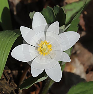 Bloodroot (Sanguinaria canadensis) flower