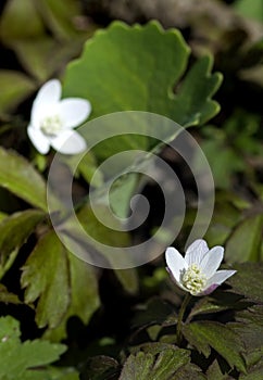 Bloodroot (Sanguinaria canadensis) Flowers