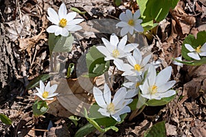 Bloodroot (sanguinaria canadensis photo