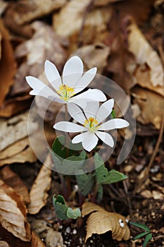 Bloodroot Sanguinaria canadensis - north american spring wildflowers photo