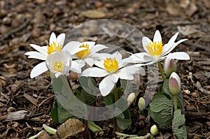 Bloodroot photo