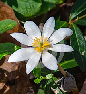 Bloodroot, Sanquinaria Canadensis