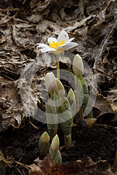 Bloodroot: A Sign of Spring