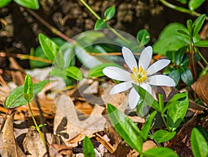 Bloodroot Wildflowers