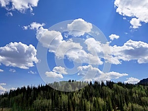 Bloods Lake Trail Sky and Trees Background.