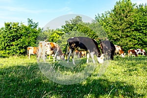 Bloodstock cows are grazing grass, on a pasture, meadow