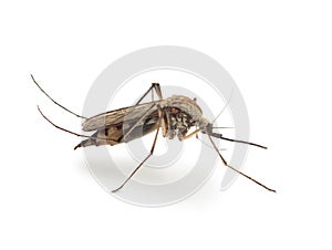 Bloodsucker mosquito (Culex pipiens)