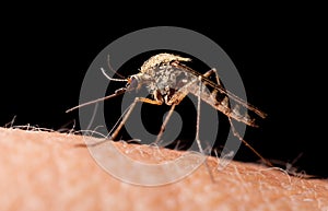 Bloodsucker mosquito on human skin, low point of view