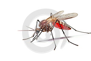 Bloodsucker mosquito isolated on white background