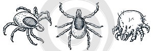 Bloodsucking ixodes ticks and dust mite bug icons, isolated on white background. Vector hand drawn sketch illustration photo