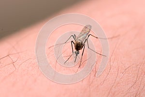 Bloodsucking mosquito photo