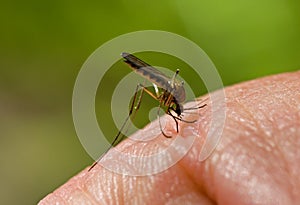 Bloodsucking Mosquito photo