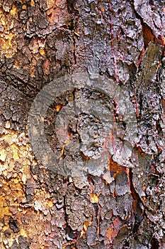 Bloodwood bark tree native to Australia photo