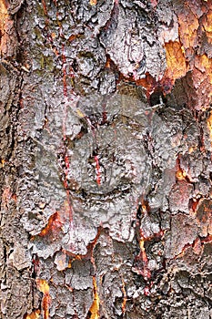 Bloodwood bark of native tree in Australia