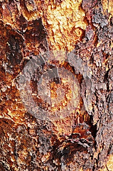 Bloodwood tree, desert bloodwood photo