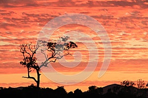 Bloodwood tree with glowing sunset in background