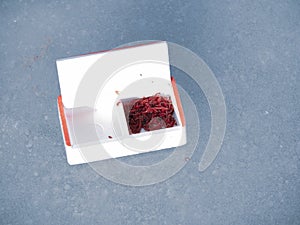 bloodworm in white box as bait for jig on ice fishing. winter fishing