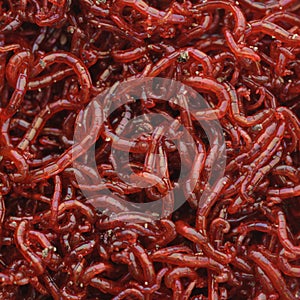 Bloodworms