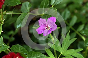 Bloody Crane's-Bill: Hardy Perennial Flower with Striking Red Blooms and Northumberland's County Flower