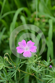 Bloody cranesbill