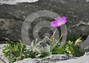 Bloody Cranesbill