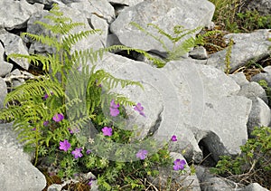 Bloody Cranesbill