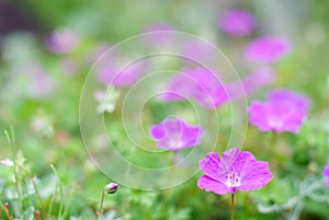 Bloody cranesbill flower