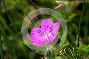 Bloody cranesbill or Geranium sanguineum purple blooming flower