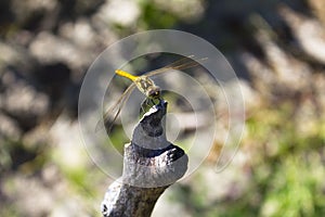 A bloody dragonfly with yellow wings sits on a grey wooden branch on a Sunny day. Insect in the wild. Sympetrum sanguineum