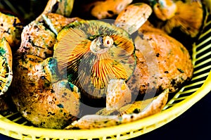 Bloody milk cap Lactarius sanguifluus mushrooms, famous mushro