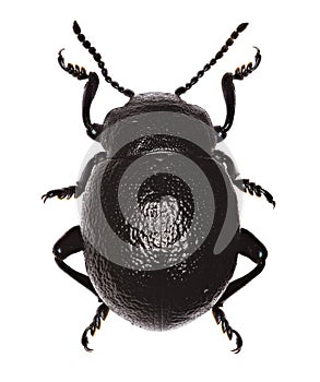 Bloody-Nosed Beetle on white Background - Timarcha montana