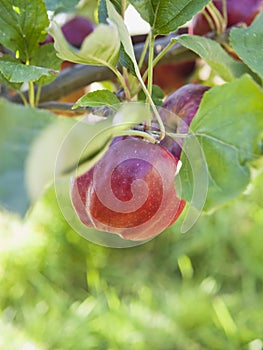 Bloody Ploughman - delicious fruit red apple on a tree in the orchard.