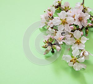 Bloom almond tree nature, orchard flower. Spring blossom on pastel green background. Easter season