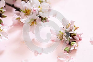 Bloom almond tree nature, orchard flower. Spring pink blossom background. Easter season