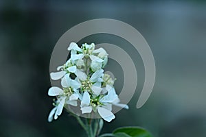 Bloom Amelanchier alnifolia