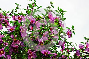 The bloom of the apple tree. Paradise apples close-up