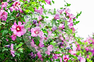 The bloom of the apple tree. Paradise apples close-up