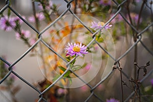 Bloom behind a chain link fence