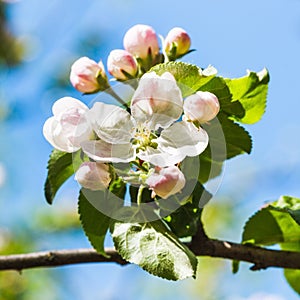 Bloom on blossoming apple tree close up in spring