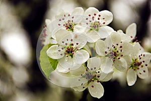 Bloom of the Bradford Pear