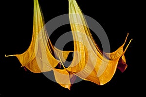 Bloom of Brugmansia