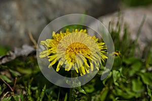 Bloom of Common Dandelion in the field