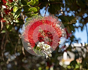 Bloom of the Crimson Bottlebrush, Callistemon citrinus, on the island of Maui in the state of Hawaii.