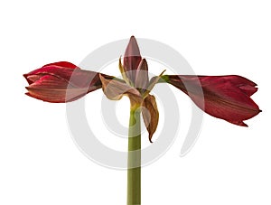 Bloom dark-red Hippeastrum (amaryllis) Galaxy group \'Arabian night