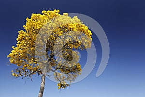 Bloom detail yellow ipe with blue sky