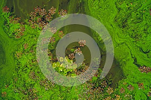 Bloom of diatoms photo